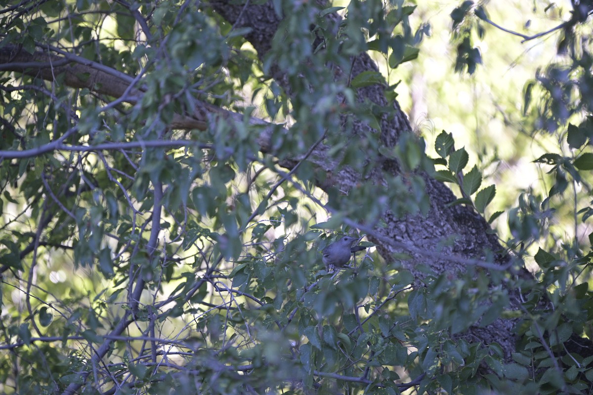 Gray Catbird - ML643735501