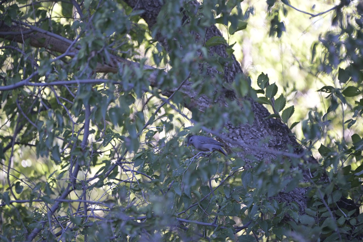 Gray Catbird - ML643735502