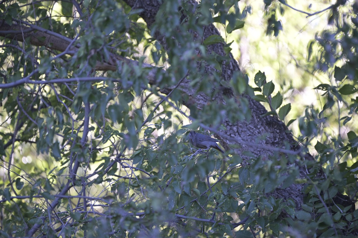 Gray Catbird - ML643735504