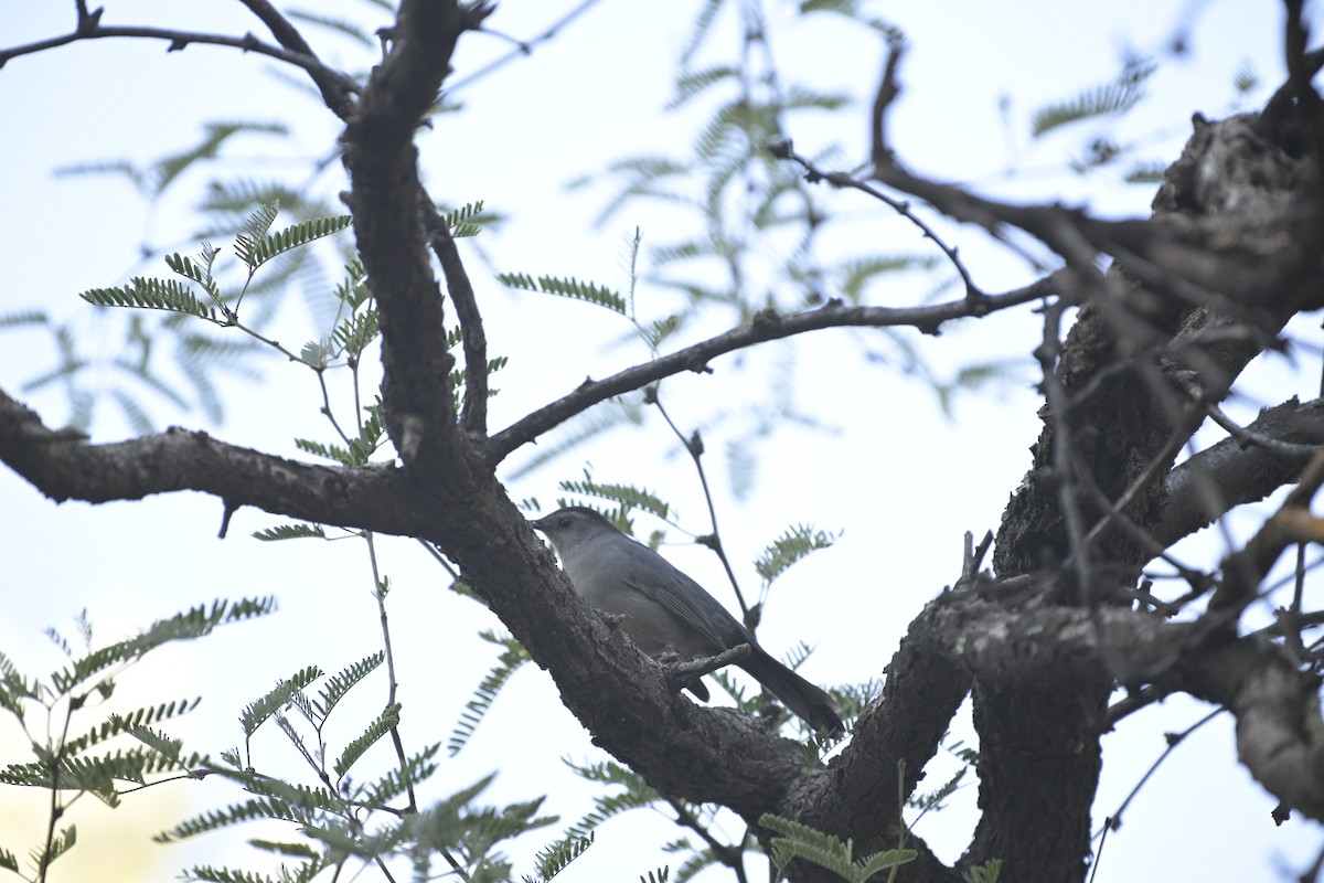 Gray Catbird - ML643735505