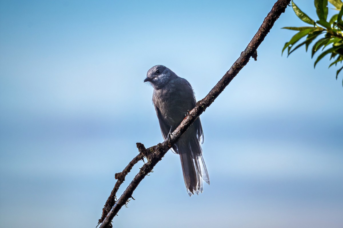 オオムジカザリドリ - ML643735523