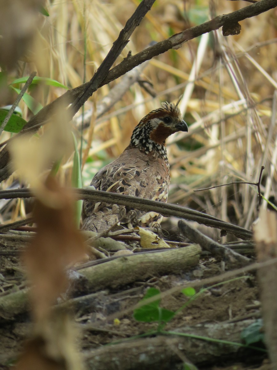 Crested Bobwhite - ML643735528