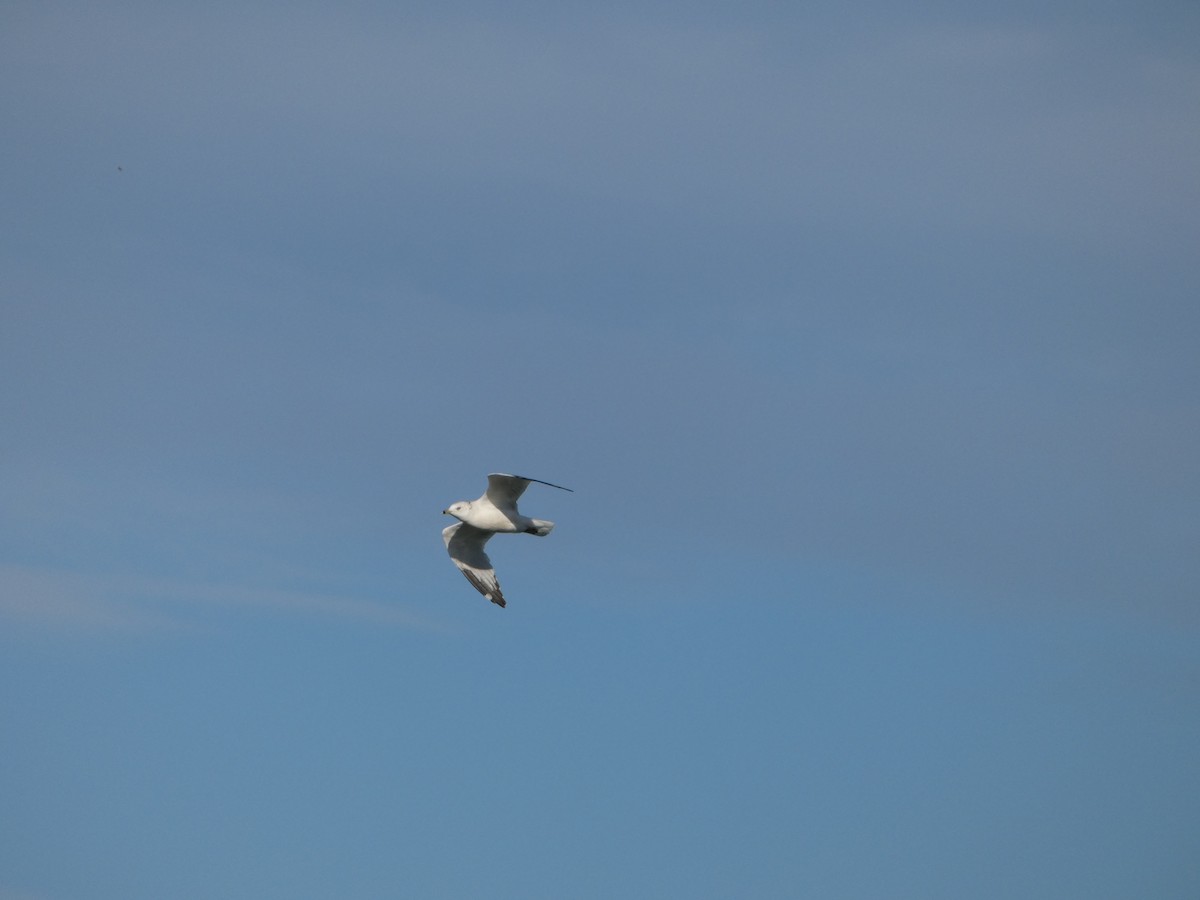 Ring-billed Gull - ML643735538