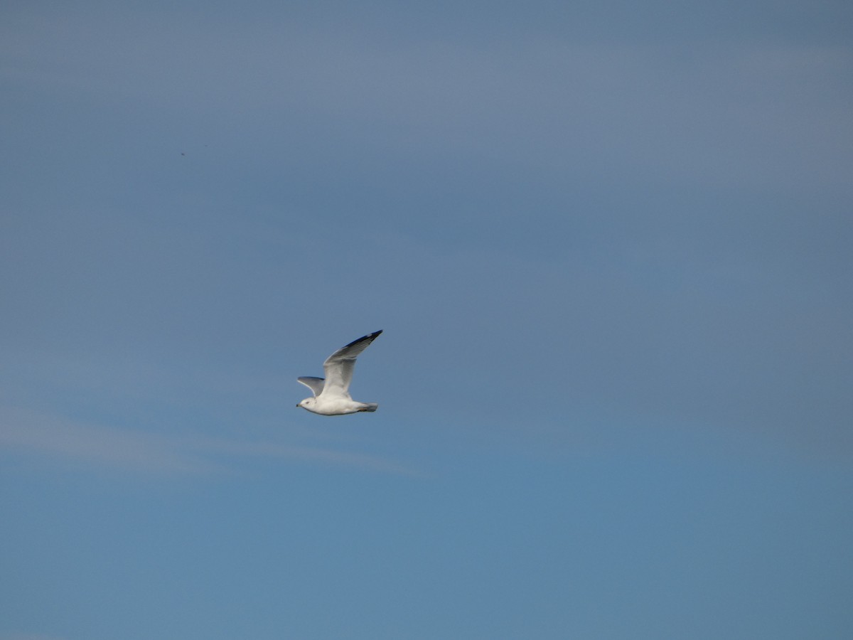 Ring-billed Gull - ML643735539