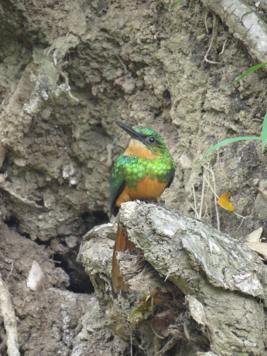 Rufous-tailed Jacamar - ML643735558