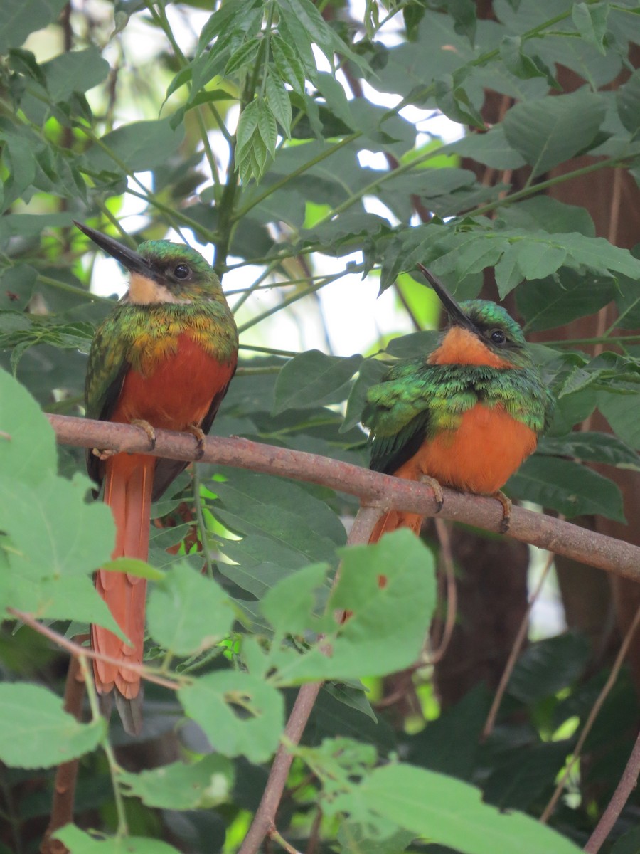 Rufous-tailed Jacamar - ML643735565