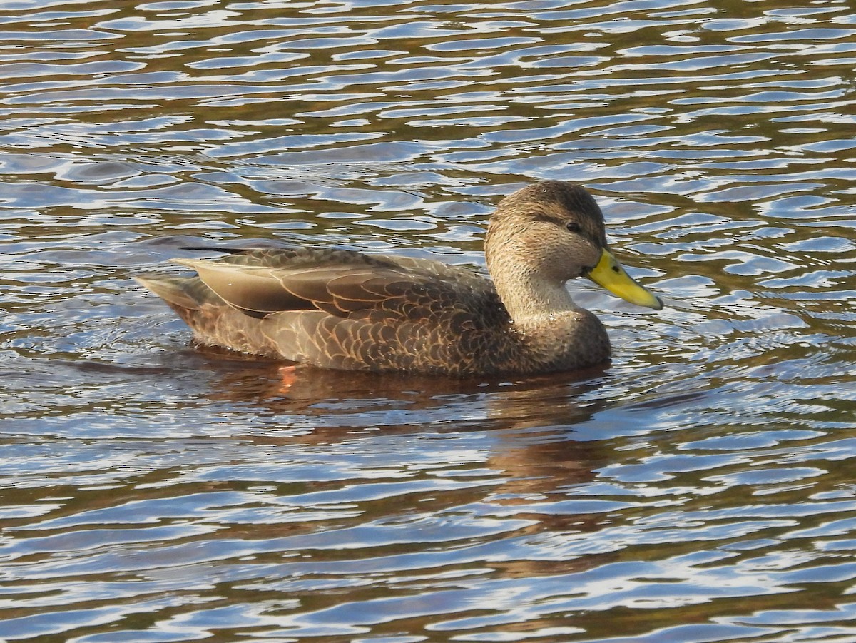 American Black Duck - ML643735572
