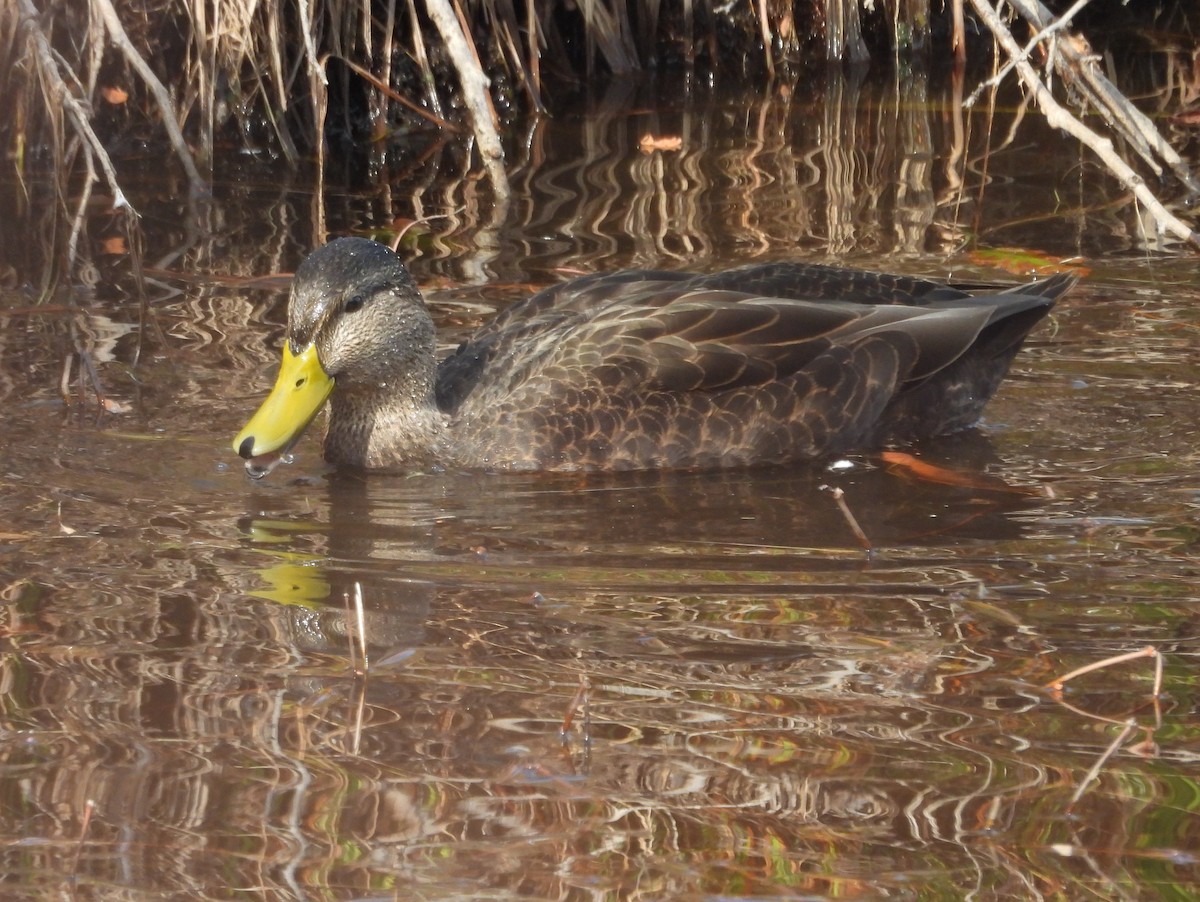 American Black Duck - ML643735574