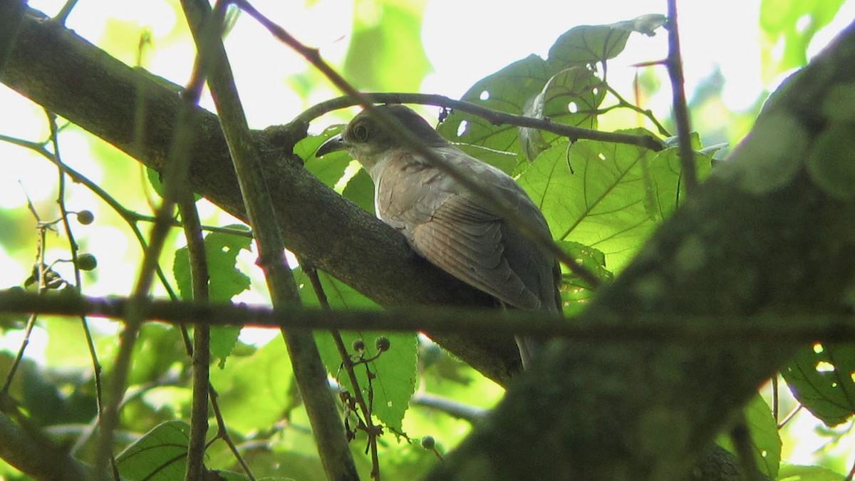 קוקיה שחורת-מקור - ML643735577