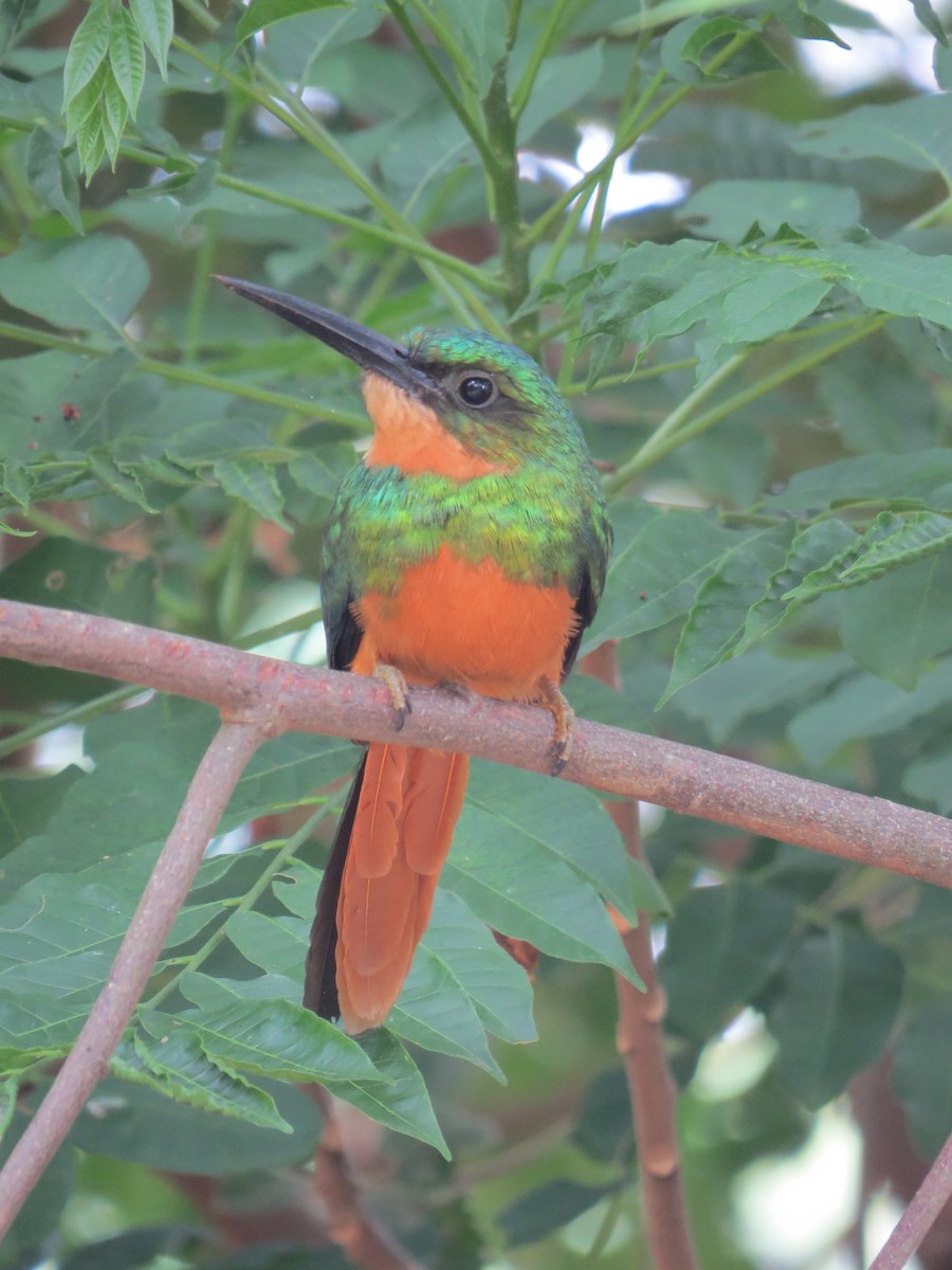Rufous-tailed Jacamar - ML643735580