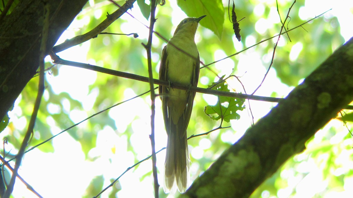 קוקיה שחורת-מקור - ML643735588