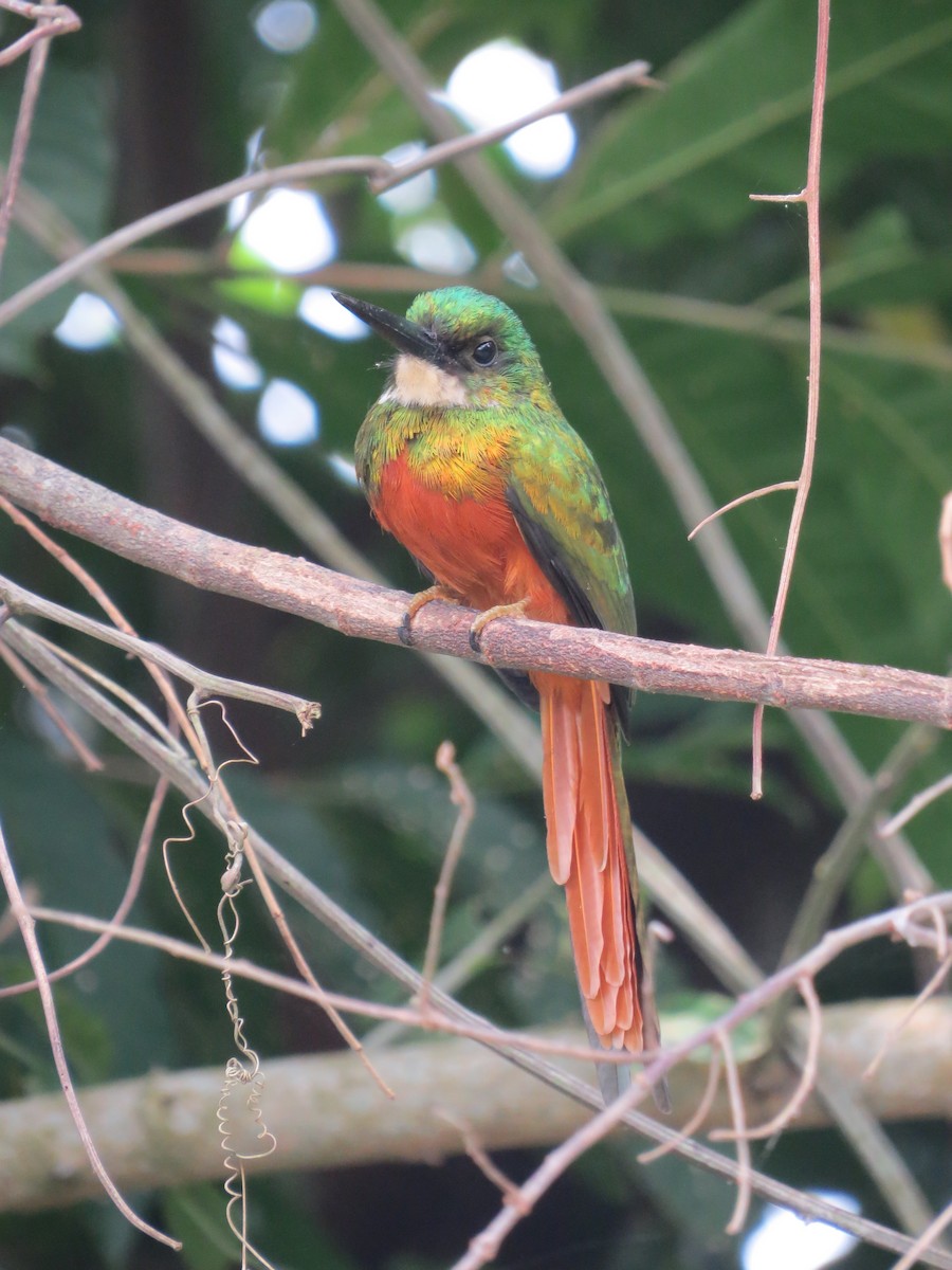 Rufous-tailed Jacamar - ML643735593