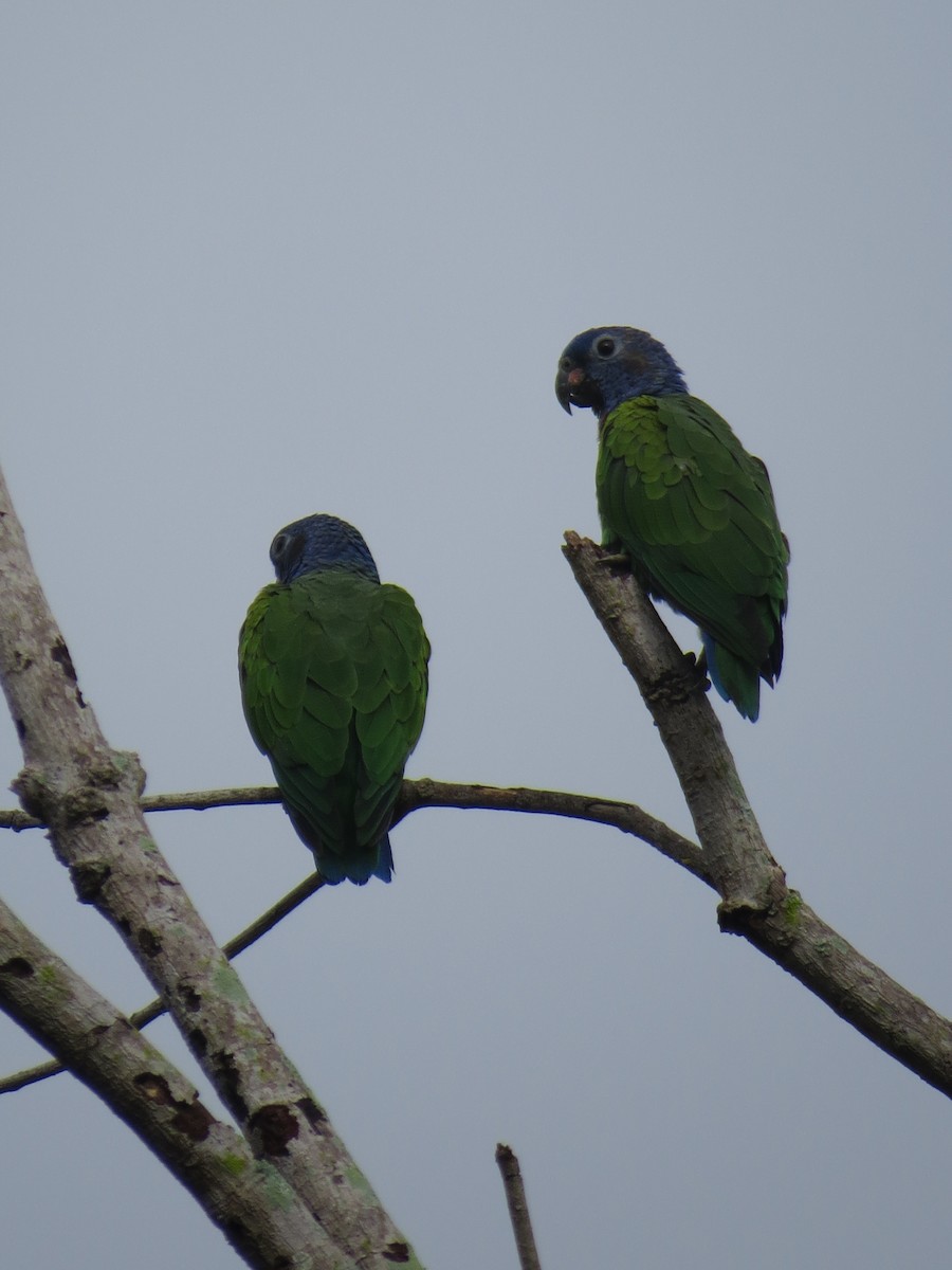 Blue-headed Parrot - ML643735612