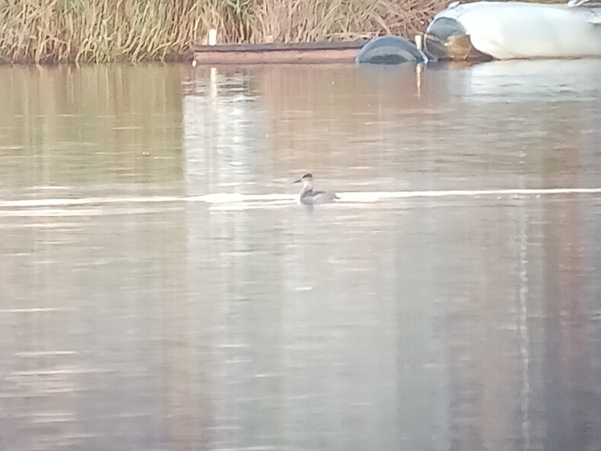 Ruddy Duck - ML643735624