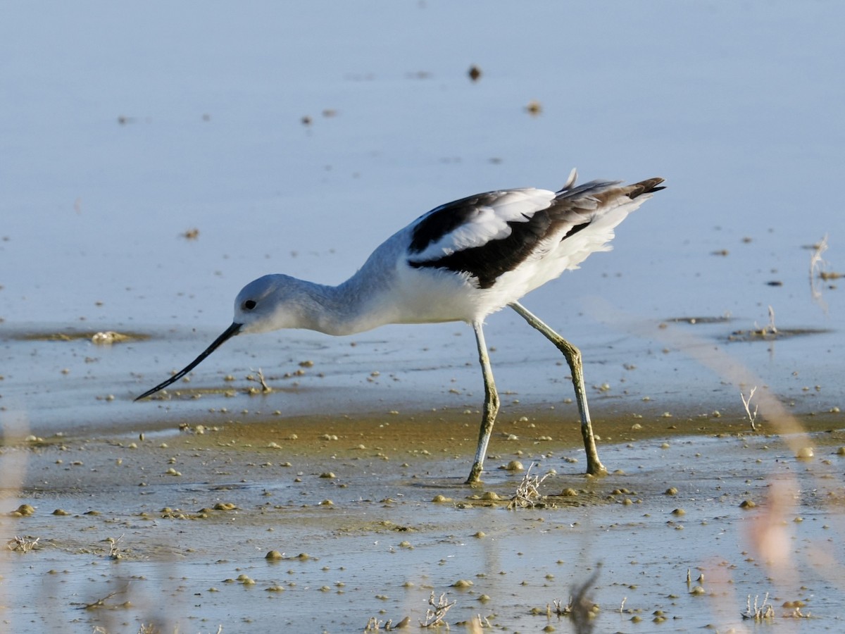 American Avocet - ML643735625