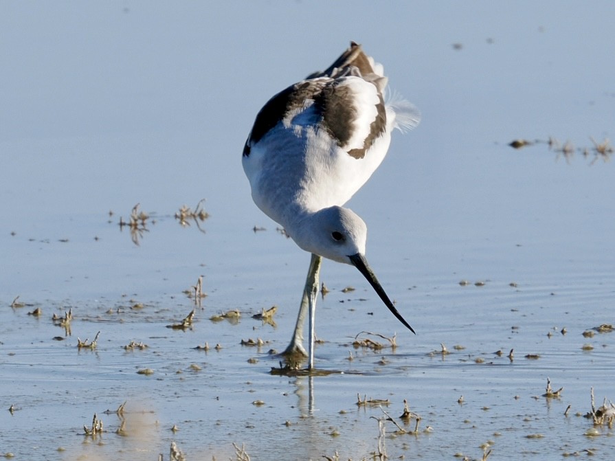 American Avocet - ML643735626