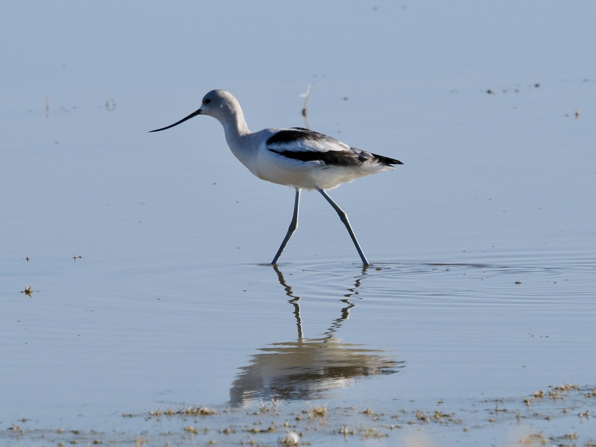 American Avocet - ML643735627