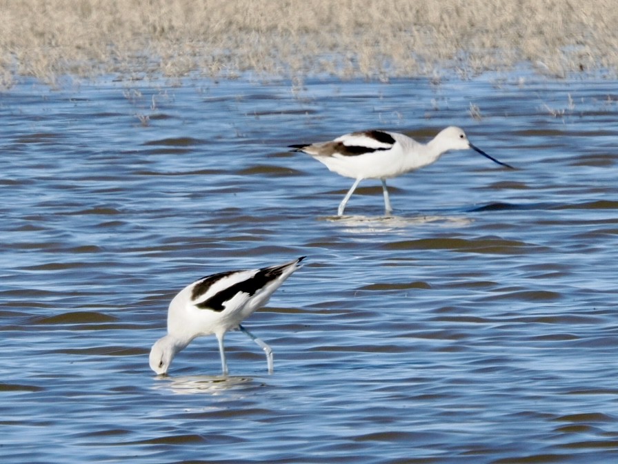 American Avocet - ML643735628