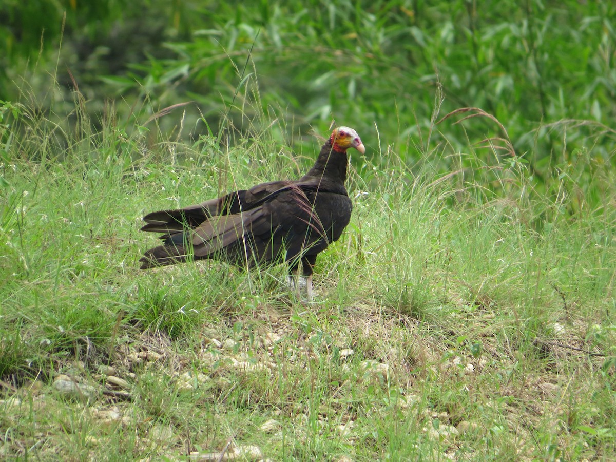Lesser Yellow-headed Vulture - ML643735633