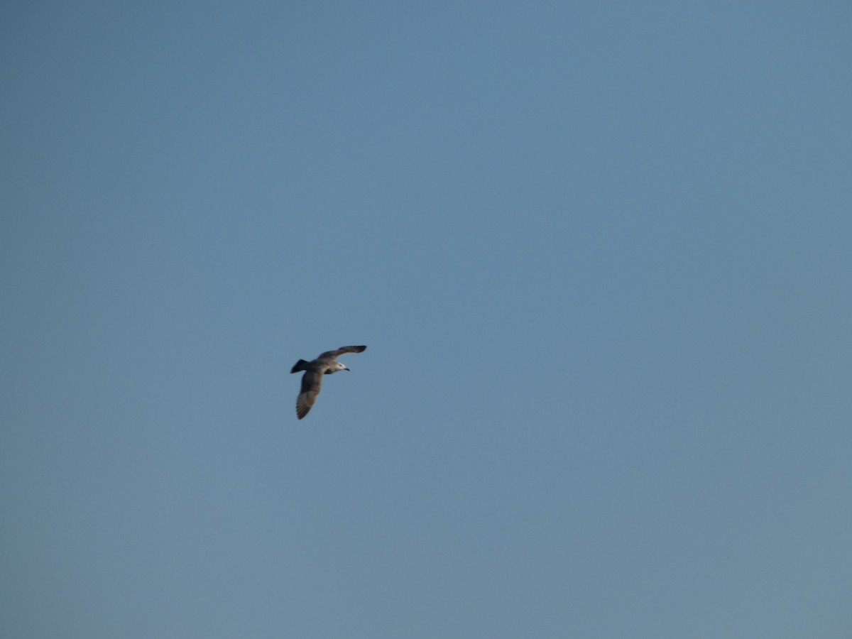 American Herring Gull - ML643735640