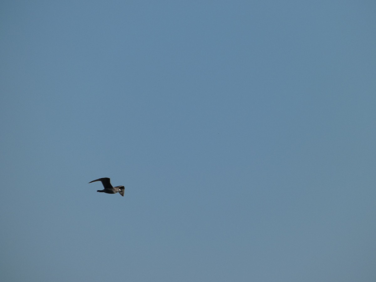 American Herring Gull - ML643735641