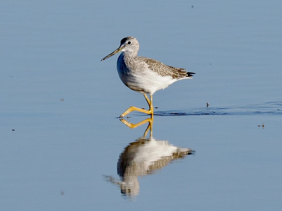 Greater Yellowlegs - ML643735650