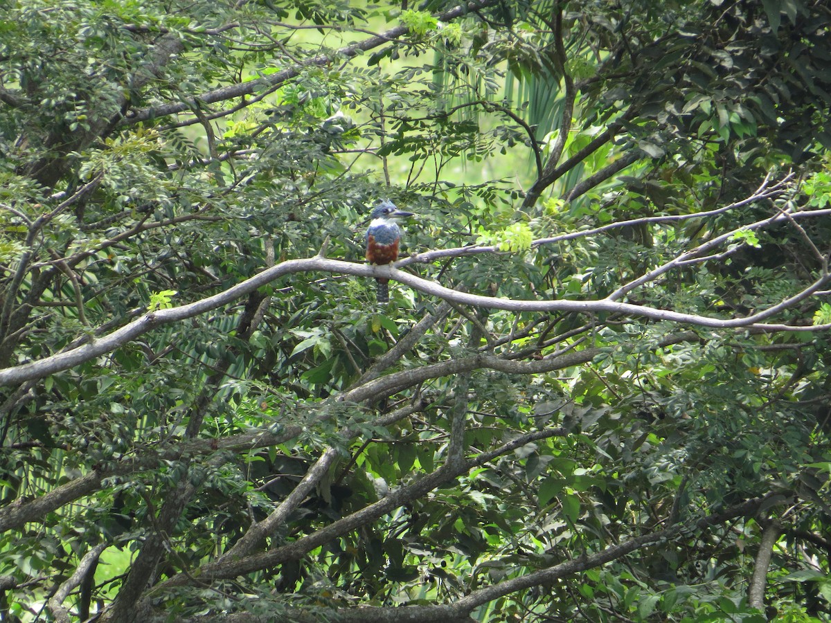 Ringed Kingfisher - ML643735656