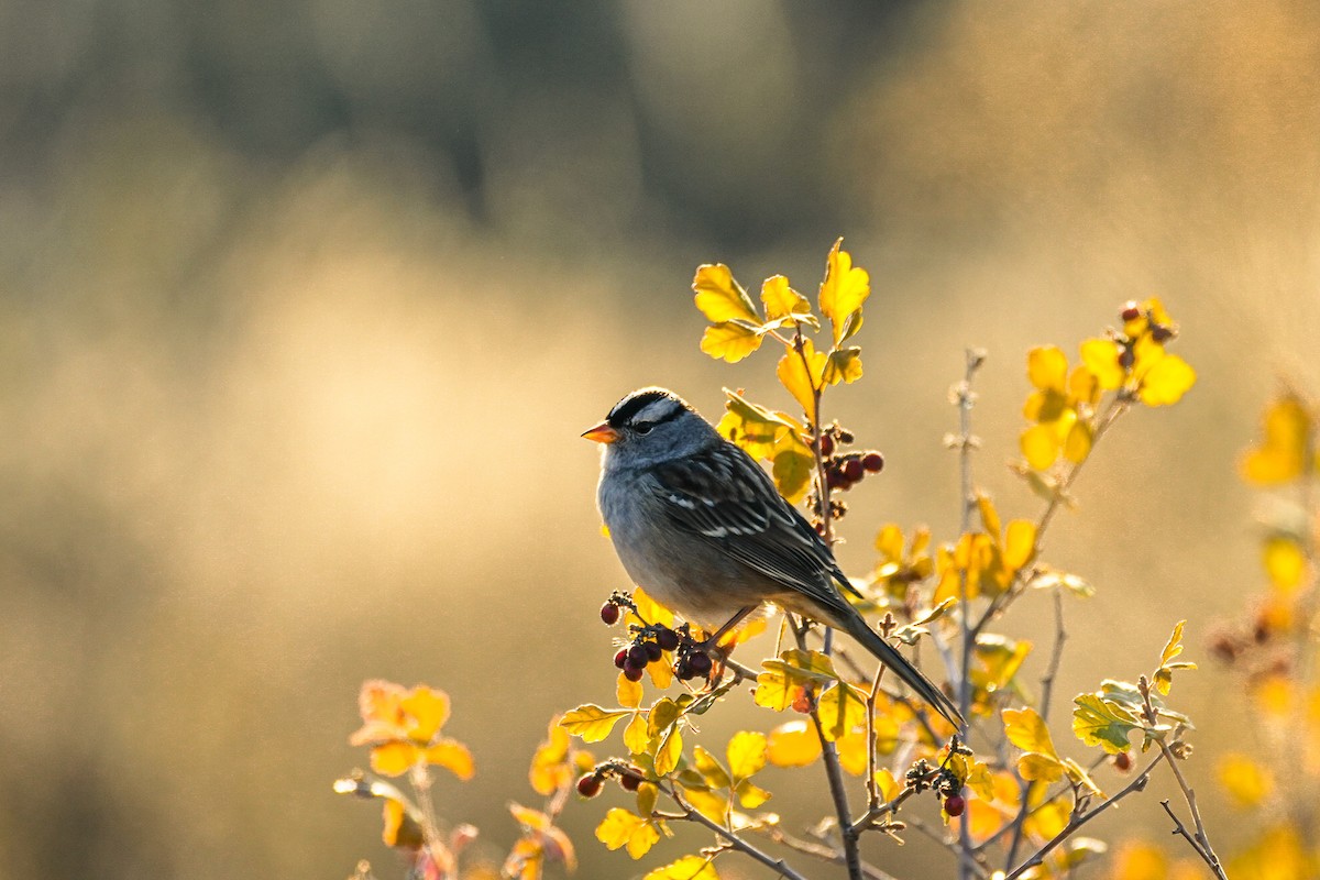 White-crowned Sparrow - ML643735659