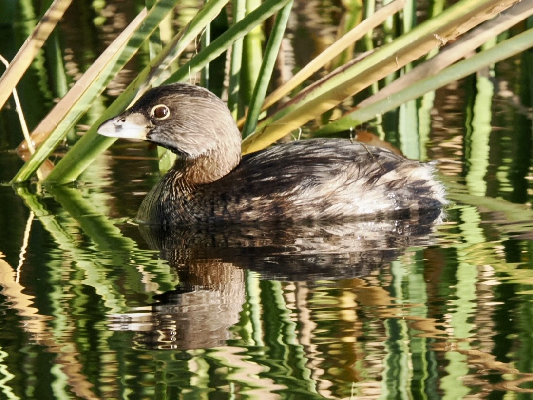 Pied-billed Grebe - ML643735672