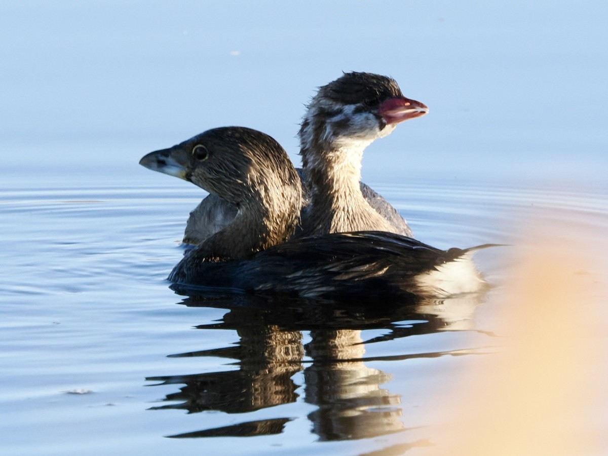 Pied-billed Grebe - ML643735673