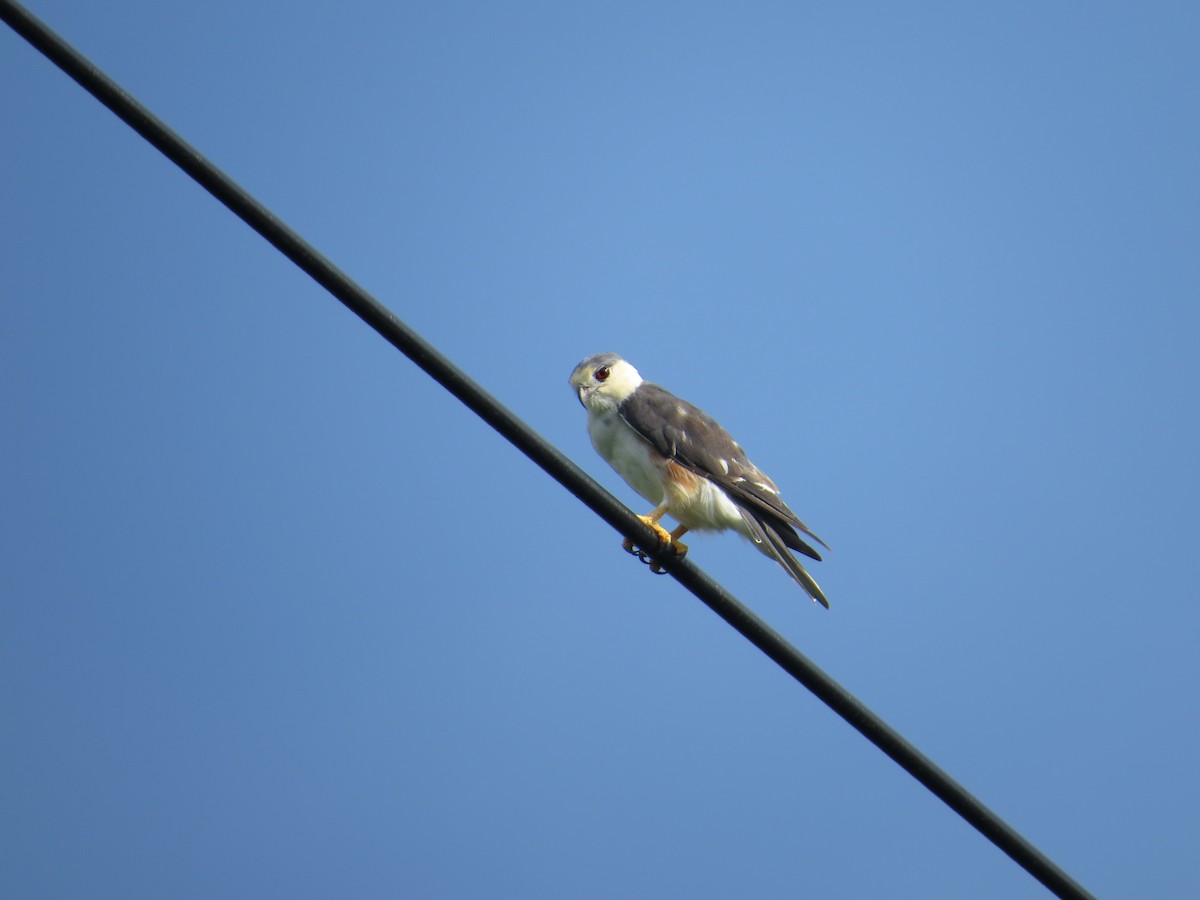 Pearl Kite - ML643735675