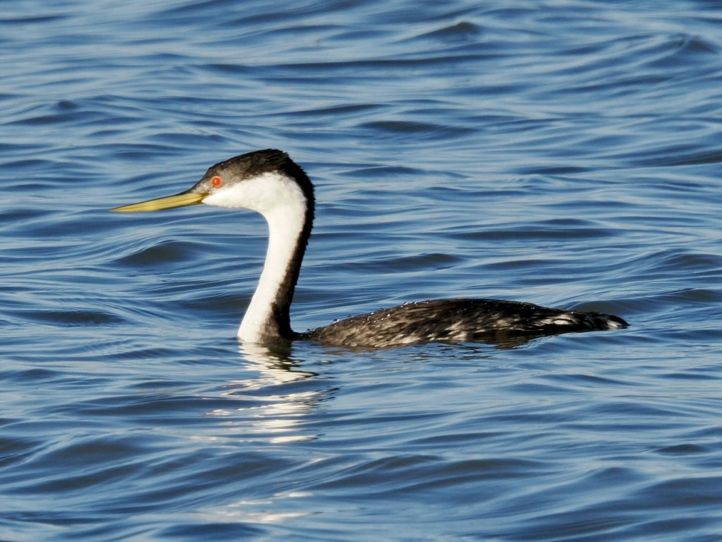 Western Grebe - ML643735684