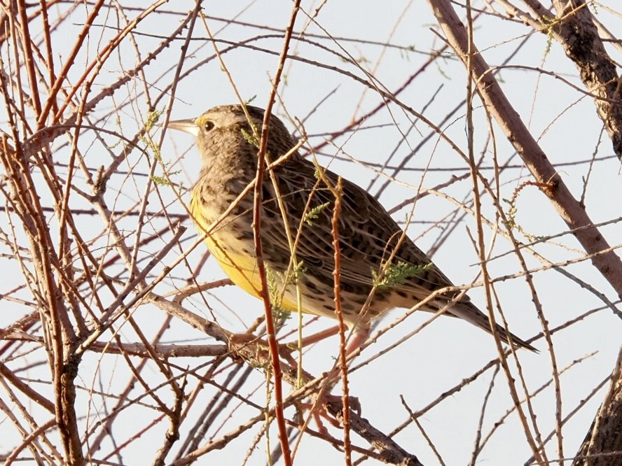 Western Meadowlark - ML643735695