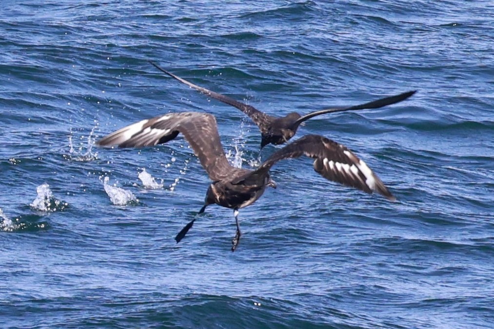 Chilean Skua - ML643735698