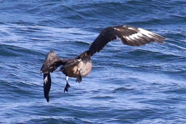 Chilean Skua - ML643735699