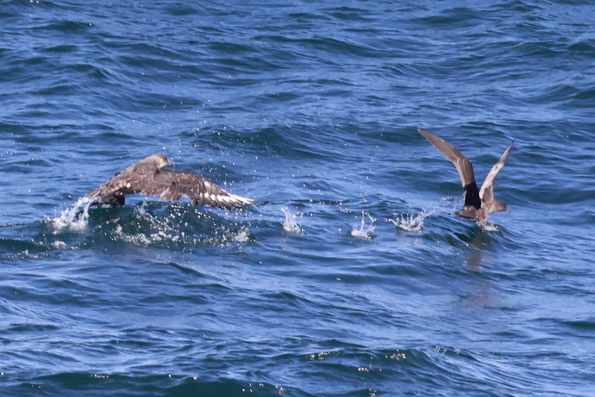 Chilean Skua - ML643735700