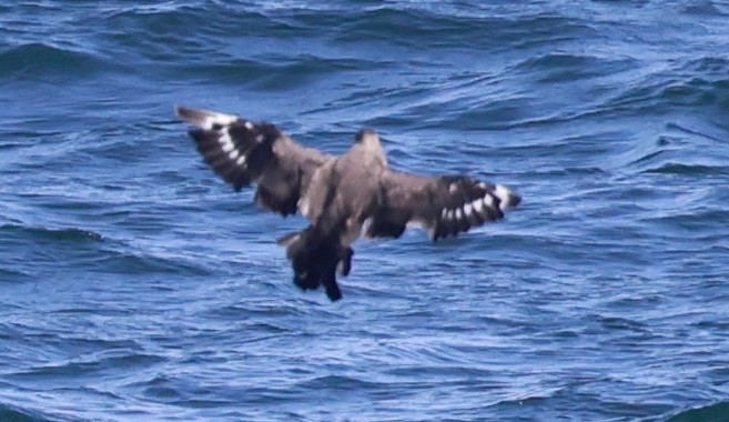 Chilean Skua - ML643735701