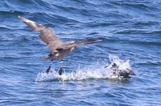 Chilean Skua - ML643735702