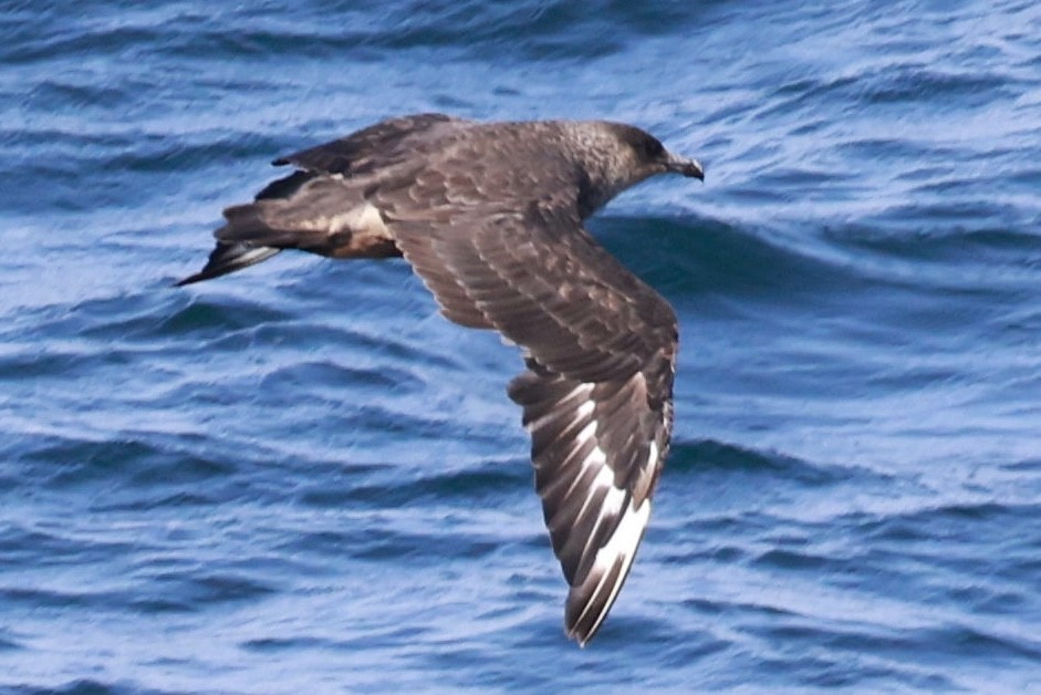 Chilean Skua - ML643735703