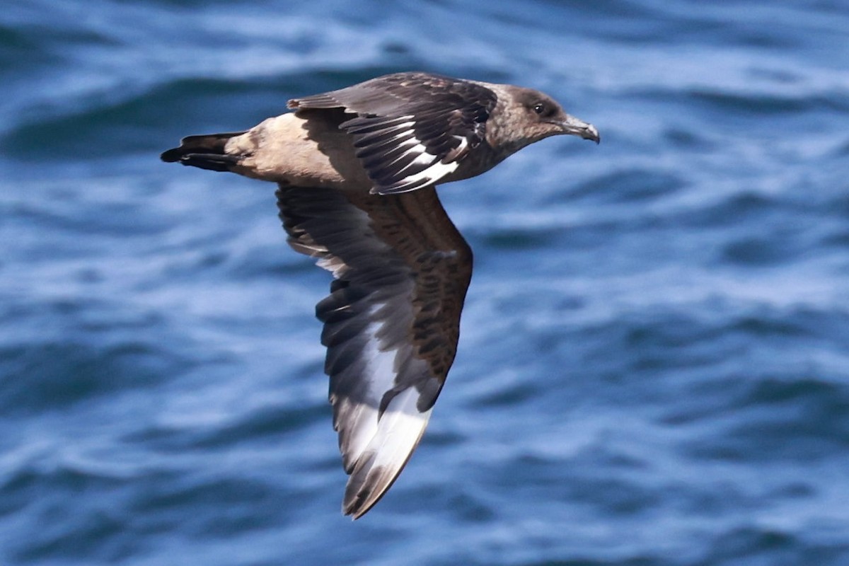 Chilean Skua - ML643735704