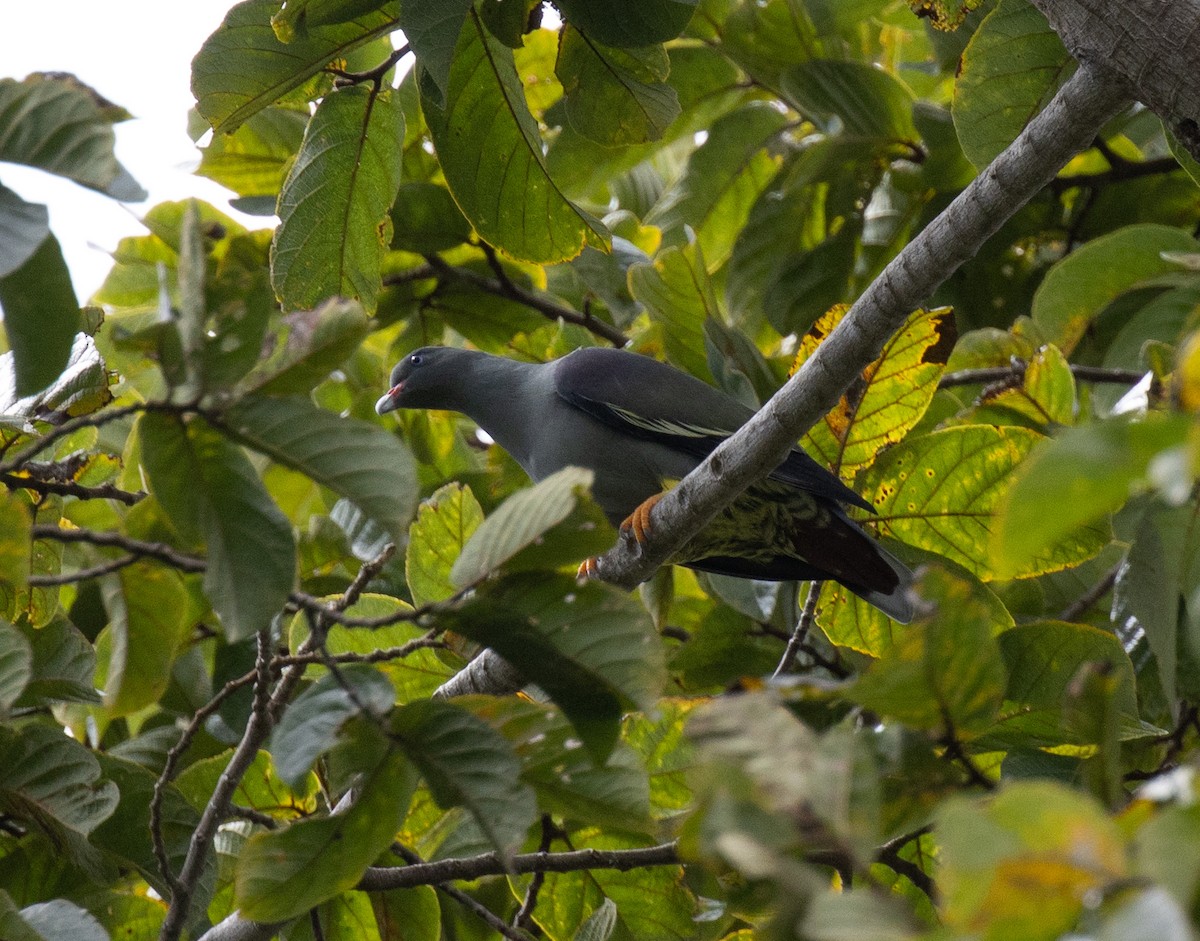 Pemba Green-Pigeon - ML643735707