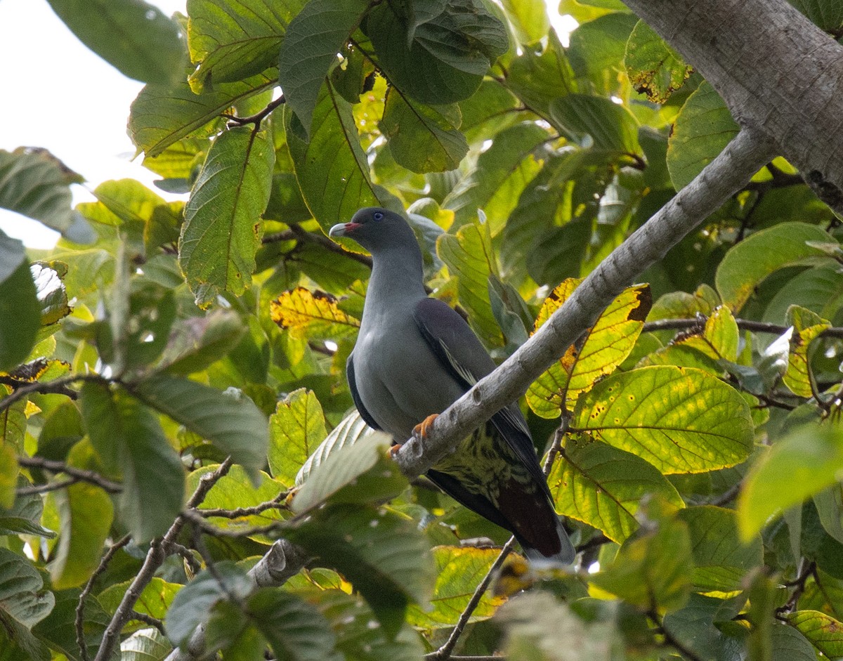Pemba Green-Pigeon - ML643735710