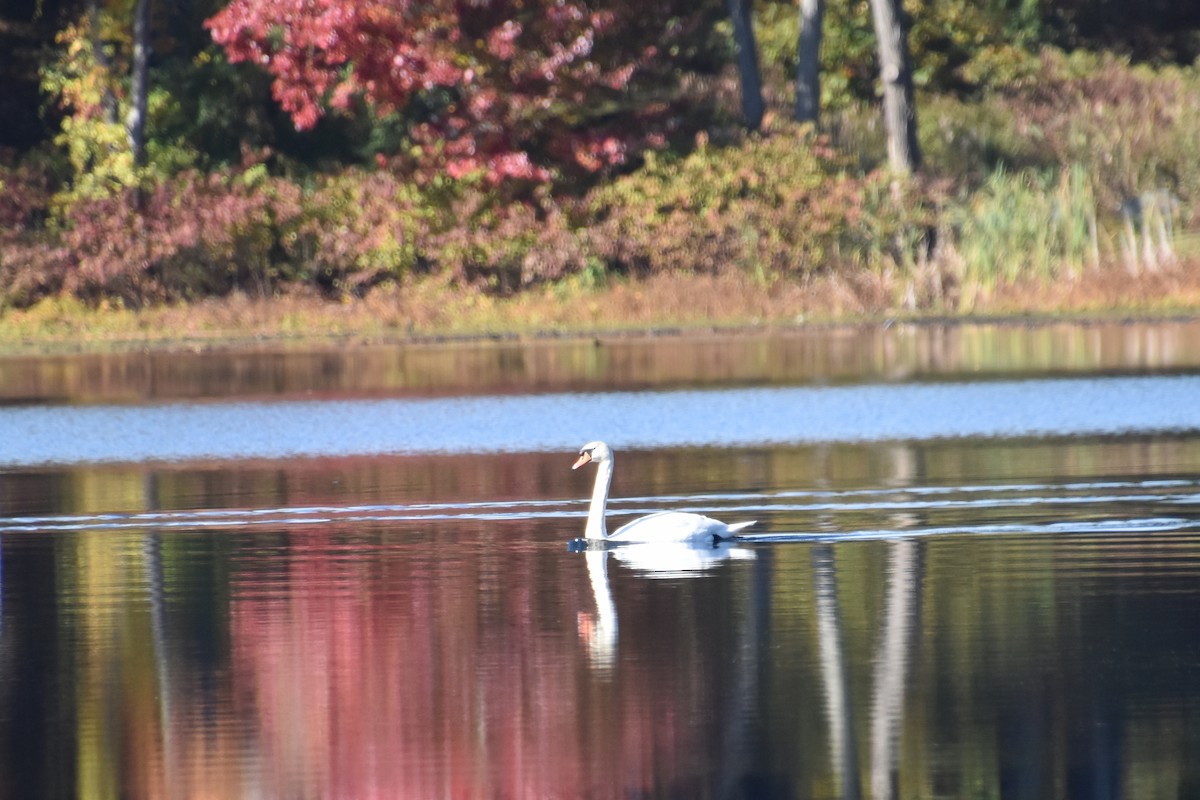 Mute Swan - ML643735711