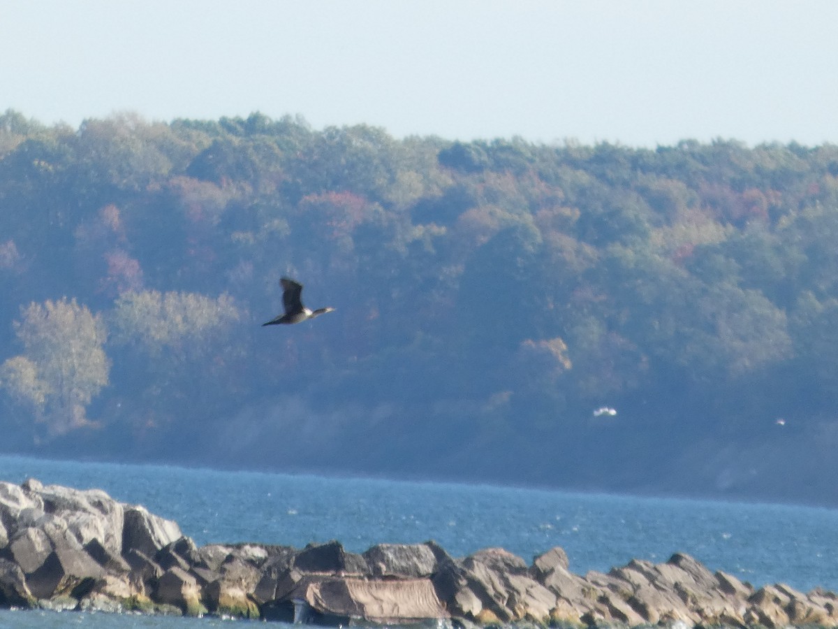 Double-crested Cormorant - ML643735713