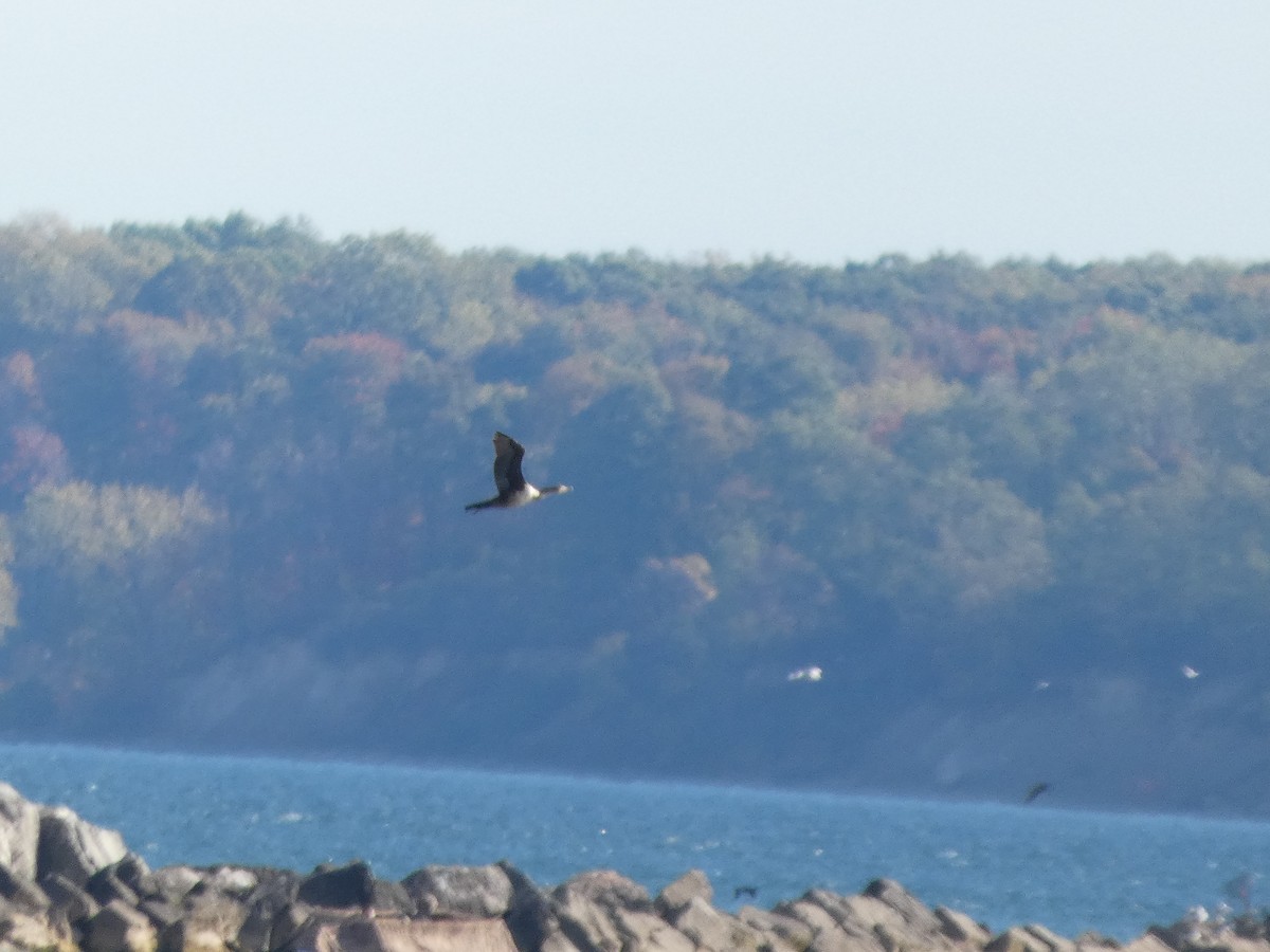 Double-crested Cormorant - ML643735714