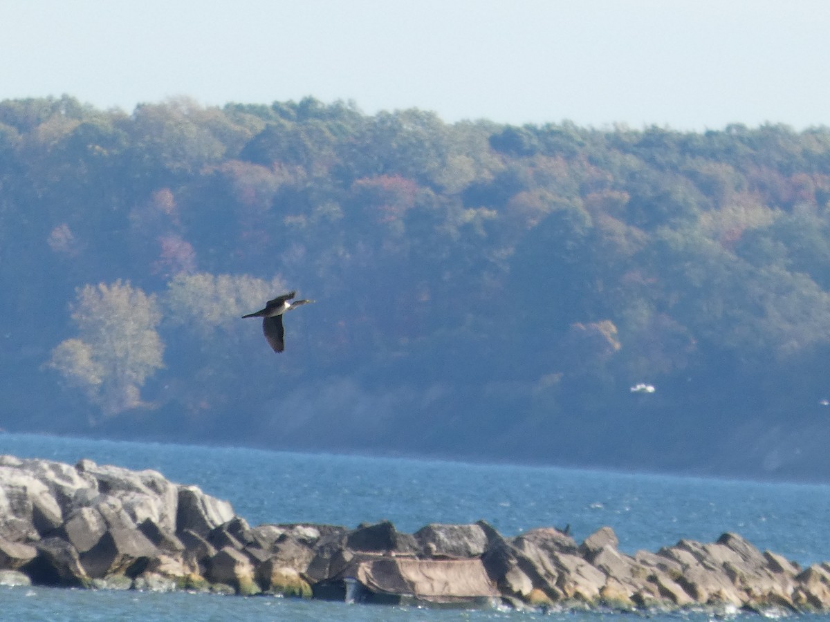 Double-crested Cormorant - ML643735715