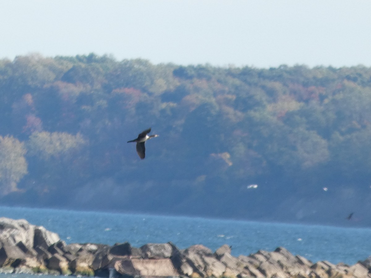 Double-crested Cormorant - ML643735716