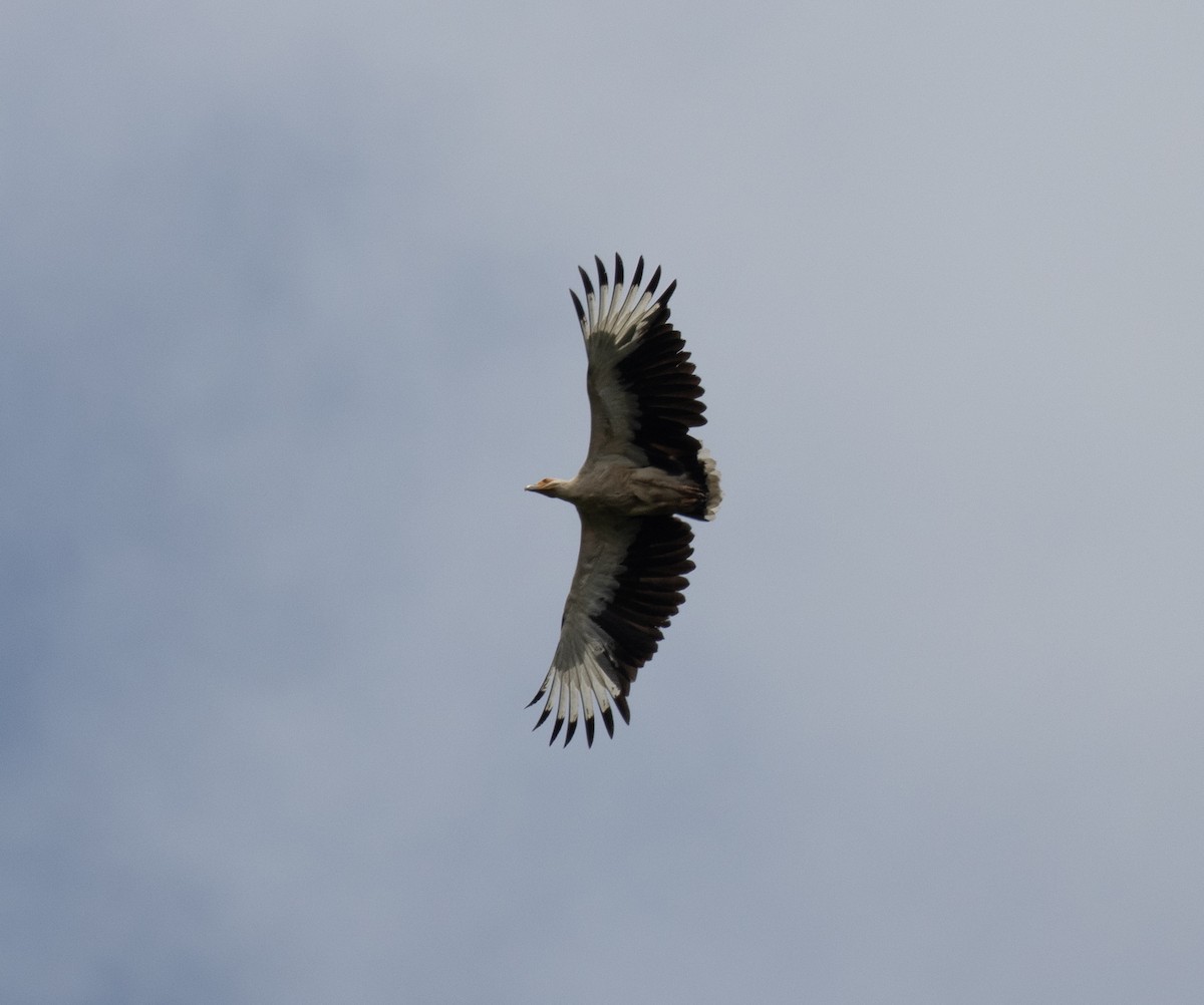 Palmgeier - ML643735718