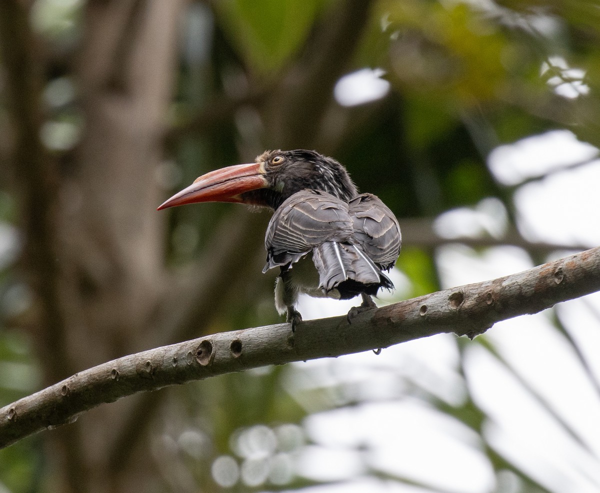 Crowned Hornbill - ML643735725