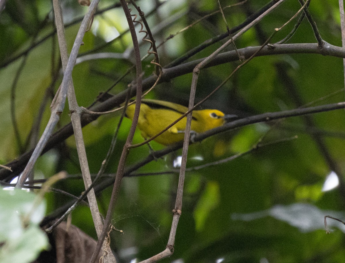 Pemba White-eye - ML643735733